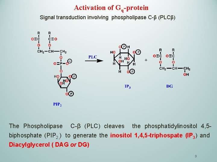 Activation of Gq-protein Signal transduction involving phospholipase C-β (PLCβ) The Phospholipase C-β (PLC) cleaves