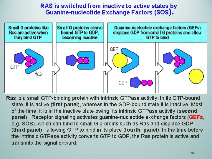 RAS is switched from inactive to active states by Guanine-nucleotide Exchange Factors (SOS). Ras