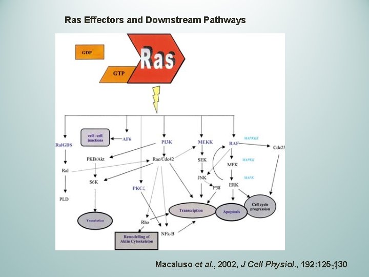 Ras Effectors and Downstream Pathways Macaluso et al. , 2002, J Cell Physiol. ,