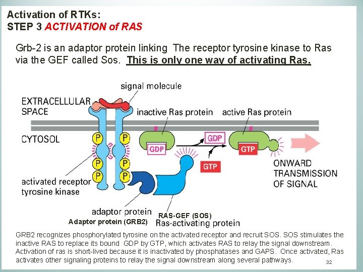 Activation of RTKs: STEP 3 ACTIVATION of RAS Grb-2 is an adaptor protein linking