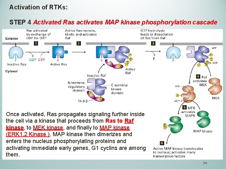 Activation of RTKs: STEP 4 Activated Ras activates MAP kinase phosphorylation cascade Once activated,