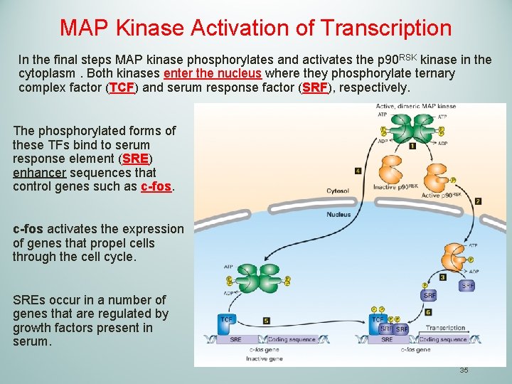 MAP Kinase Activation of Transcription In the final steps MAP kinase phosphorylates and activates