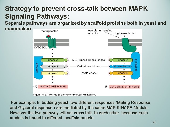 Strategy to prevent cross-talk between MAPK Signaling Pathways: Separate pathways are organized by scaffold