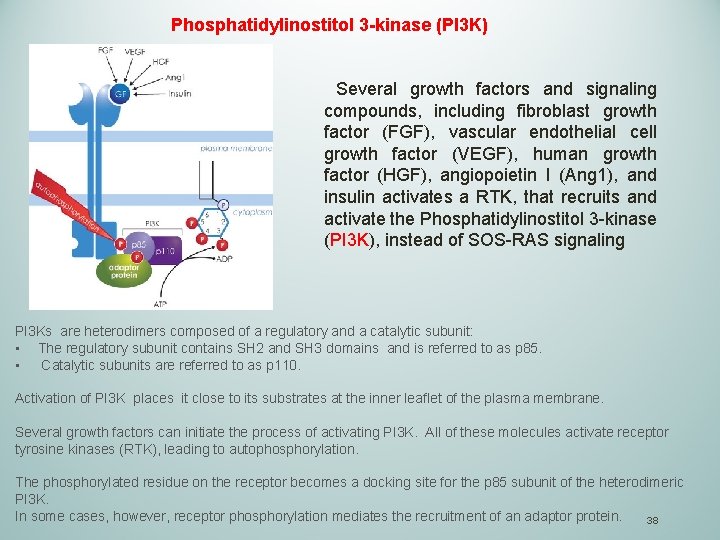 Phosphatidylinostitol 3 -kinase (PI 3 K) Several growth factors and signaling compounds, including fibroblast