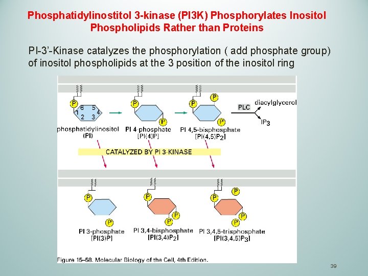 Phosphatidylinostitol 3 -kinase (PI 3 K) Phosphorylates Inositol Phospholipids Rather than Proteins PI-3’-Kinase catalyzes