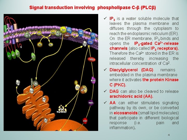 Signal transduction involving phospholipase C-β (PLCβ) ü IP 3 is a water soluble molecule