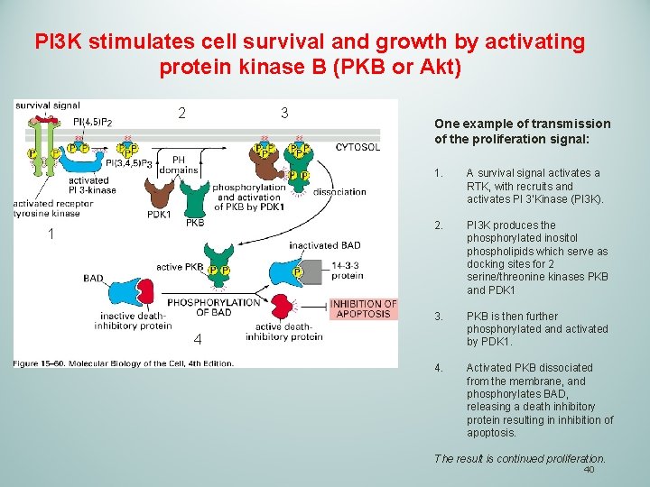 PI 3 K stimulates cell survival and growth by activating protein kinase B (PKB