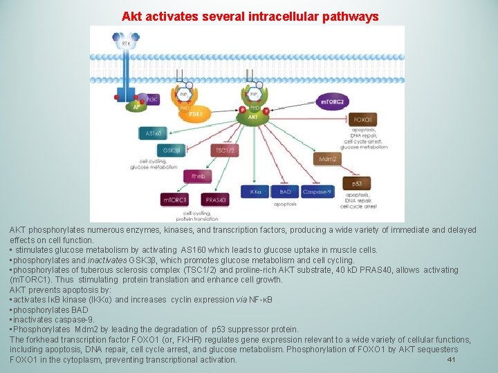 Akt activates several intracellular pathways AKT phosphorylates numerous enzymes, kinases, and transcription factors, producing