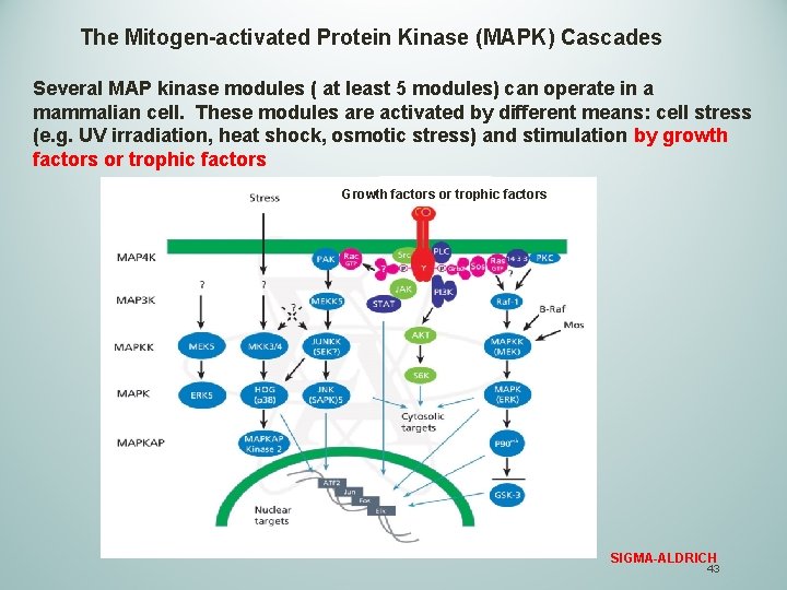 The Mitogen-activated Protein Kinase (MAPK) Cascades Several MAP kinase modules ( at least 5