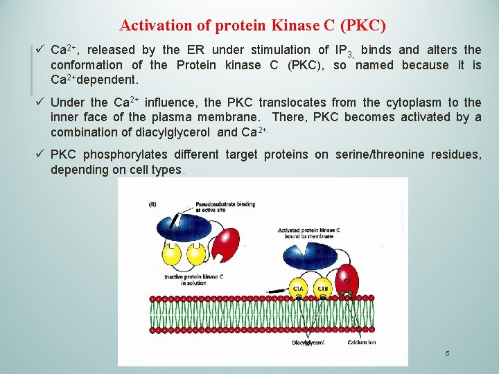 Activation of protein Kinase C (PKC) ü Ca 2+, released by the ER under