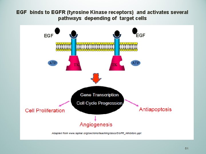 EGF binds to EGFR (tyrosine Kinase receptors) and activates several pathways depending of target