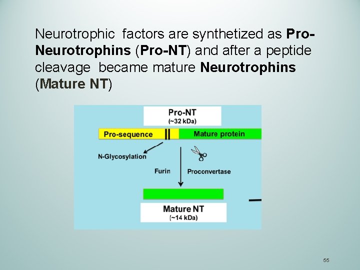 Neurotrophic factors are synthetized as Pro. Neurotrophins (Pro-NT) and after a peptide cleavage became