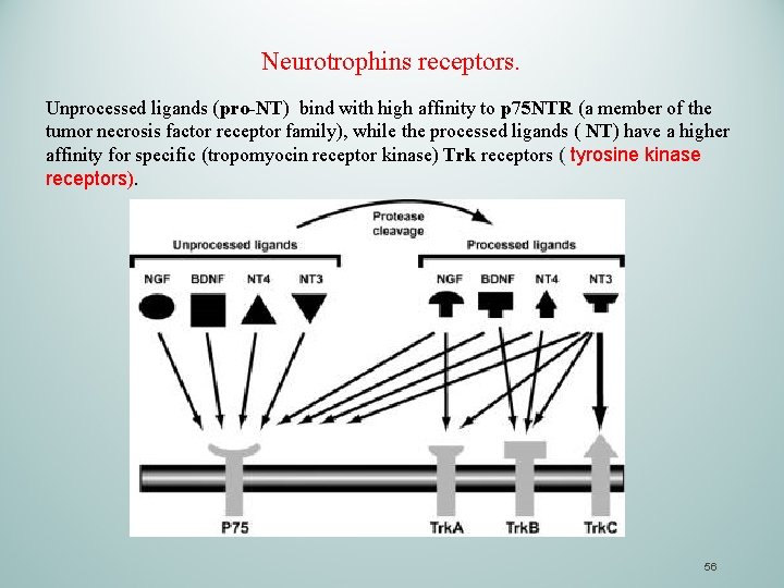 Neurotrophins receptors. Unprocessed ligands (pro-NT) bind with high affinity to p 75 NTR (a