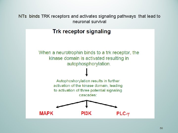 NTs binds TRK receptors and activates signaling pathways that lead to neuronal survival 58