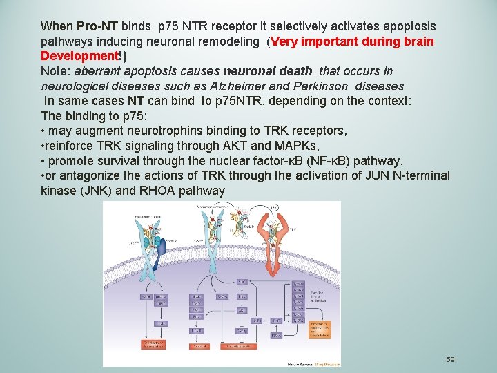 When Pro-NT binds p 75 NTR receptor it selectively activates apoptosis pathways inducing neuronal