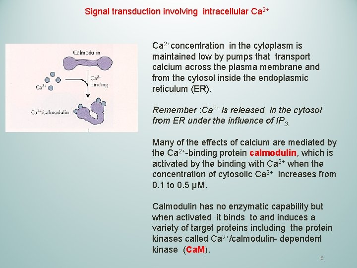 Signal transduction involving intracellular Ca 2+concentration in the cytoplasm is maintained low by pumps