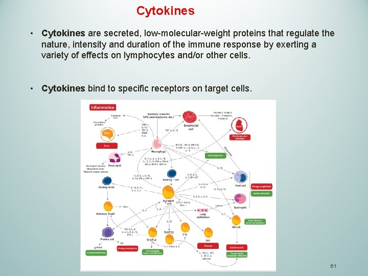Cytokines • Cytokines are secreted, low-molecular-weight proteins that regulate the nature, intensity and duration