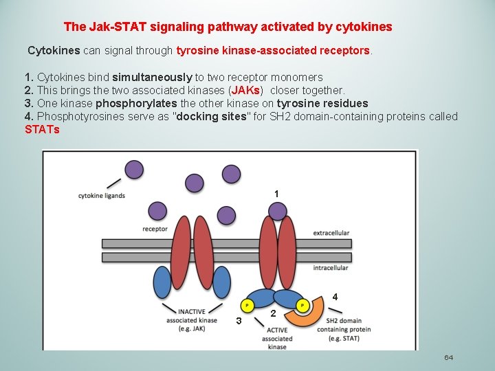 The Jak-STAT signaling pathway activated by cytokines Cytokines can signal through tyrosine kinase-associated receptors.