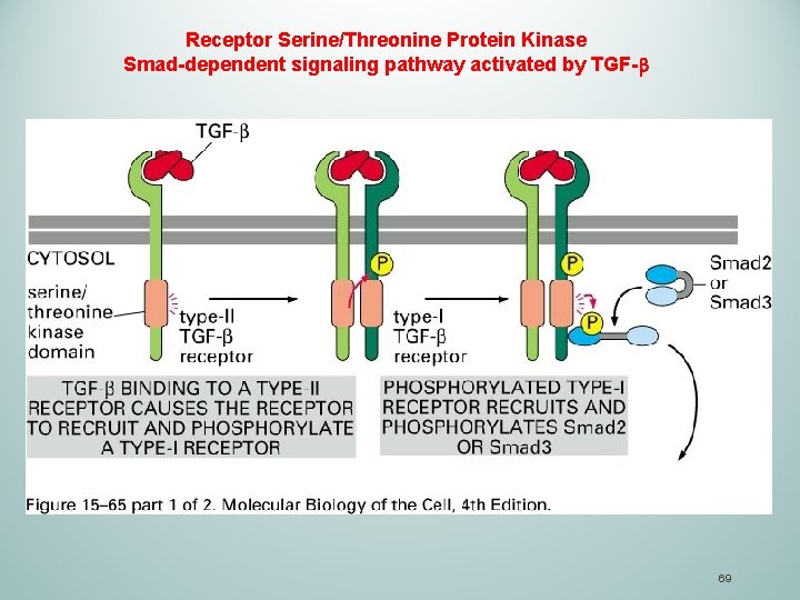 Receptor Serine/Threonine Protein Kinase Smad-dependent signaling pathway activated by TGF- 69 