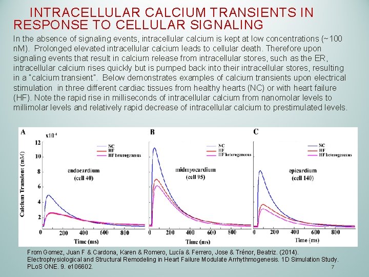  INTRACELLULAR CALCIUM TRANSIENTS IN RESPONSE TO CELLULAR SIGNALING In the absence of signaling