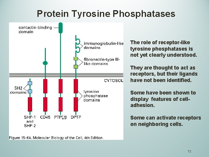 Protein Tyrosine Phosphatases The role of receptor-like tyrosine phosphatases is not yet clearly understood.