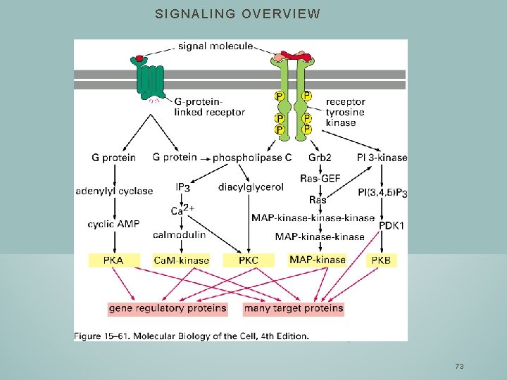 SIGNALING OVERVIEW 73 