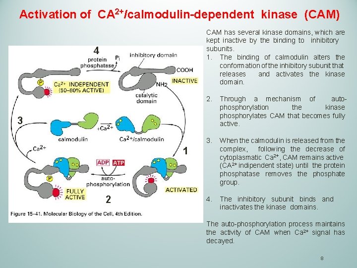 Activation of CA 2+/calmodulin-dependent kinase (CAM) CAM has several kinase domains, which are kept