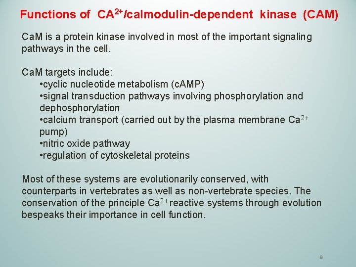 Functions of CA 2+/calmodulin-dependent kinase (CAM) Ca. M is a protein kinase involved in