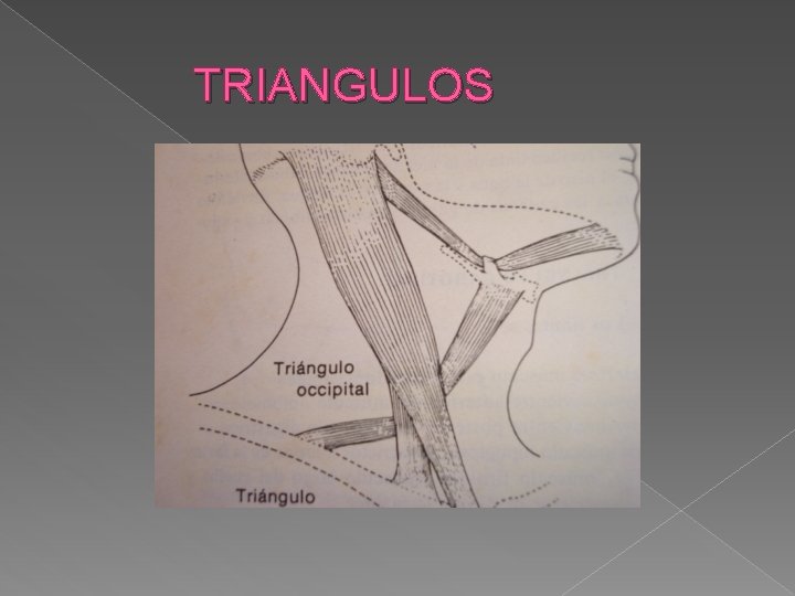 TRIANGULOS 