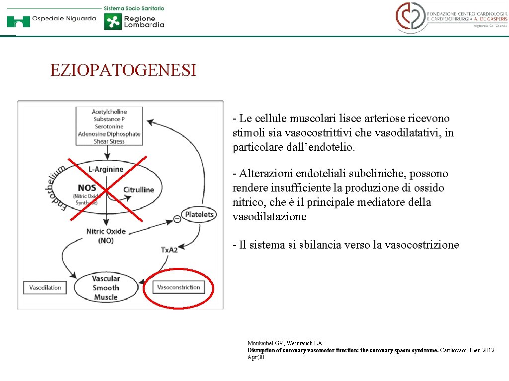 EZIOPATOGENESI - Le cellule muscolari lisce arteriose ricevono stimoli sia vasocostrittivi che vasodilatativi, in