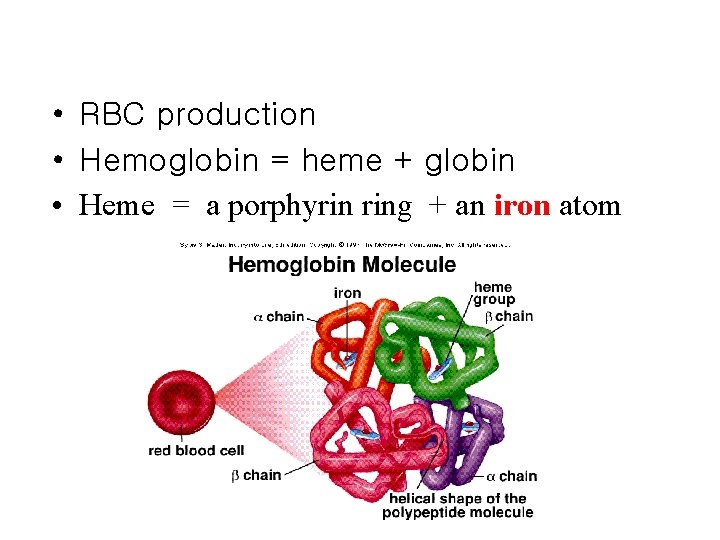  • RBC production • Hemoglobin = heme + globin • Heme = a