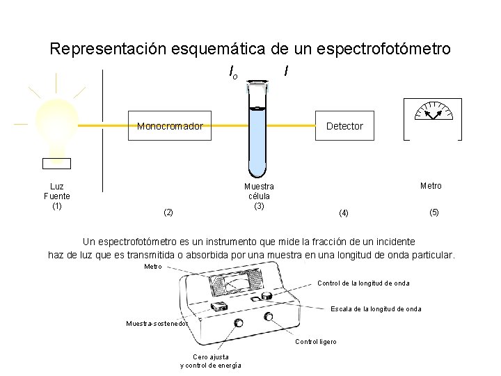 Representación esquemática de un espectrofotómetro I Io Monocromador Luz Fuente (1) Detector Metro Muestra