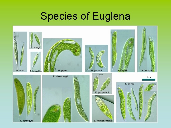 Species of Euglena 