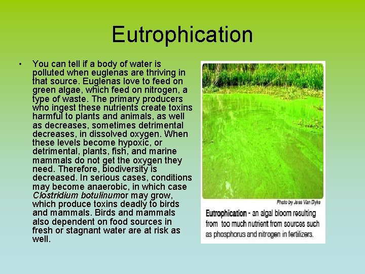 Eutrophication • You can tell if a body of water is polluted when euglenas