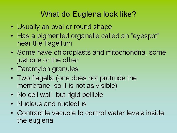 What do Euglena look like? • Usually an oval or round shape • Has