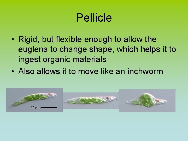 Pellicle • Rigid, but flexible enough to allow the euglena to change shape, which