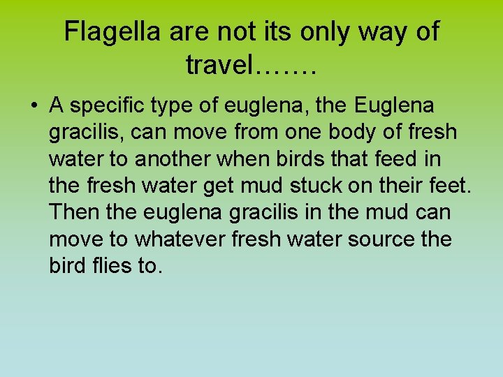 Flagella are not its only way of travel……. • A specific type of euglena,