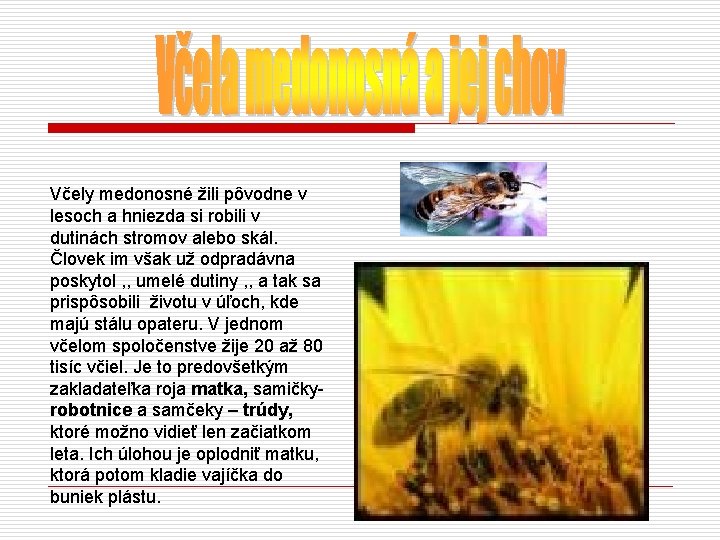 Včely medonosné žili pôvodne v lesoch a hniezda si robili v dutinách stromov alebo