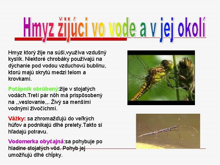 Hmyz ktorý žije na súši, využíva vzdušný kyslík. Niektoré chrobáky používajú na dýchanie pod