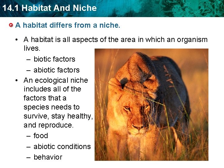 14. 1 Habitat And Niche A habitat differs from a niche. • A habitat