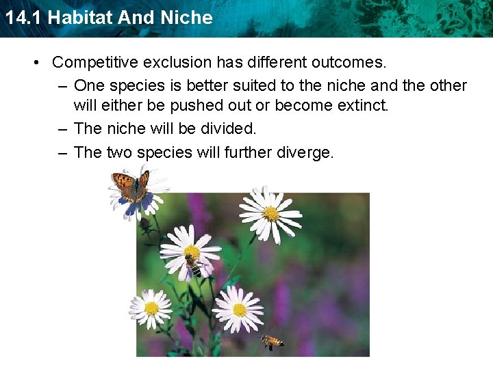 14. 1 Habitat And Niche • Competitive exclusion has different outcomes. – One species