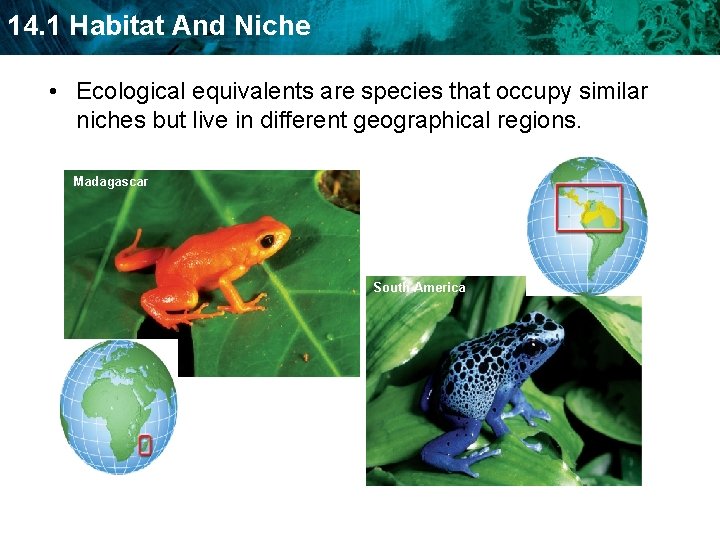 14. 1 Habitat And Niche • Ecological equivalents are species that occupy similar niches