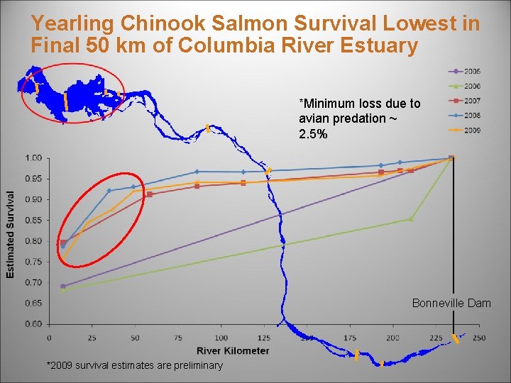 Yearling Chinook Salmon Survival Lowest in Final 50 km of Columbia River Estuary *Minimum