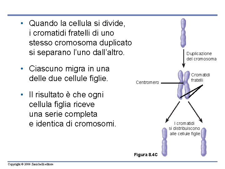  • Quando la cellula si divide, i cromatidi fratelli di uno stesso cromosoma