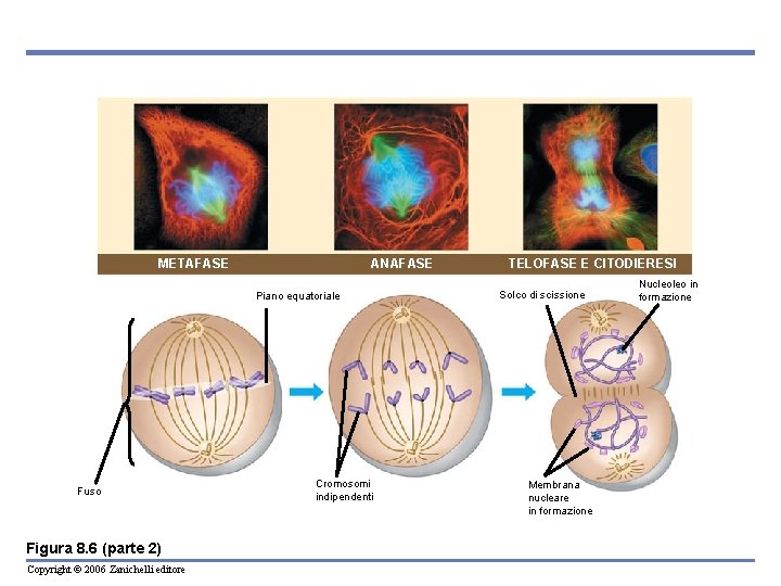 ANAFASE METAFASE Piano equatoriale Fuso Figura 8. 6 (parte 2) Copyright © 2006 Zanichelli