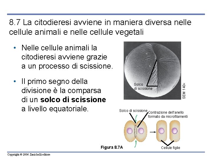 8. 7 La citodieresi avviene in maniera diversa nelle cellule animali e nelle cellule