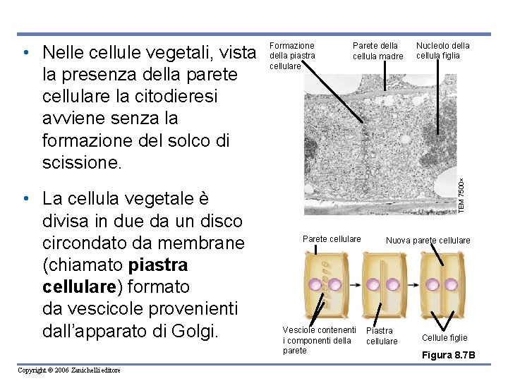  • La cellula vegetale è divisa in due da un disco circondato da