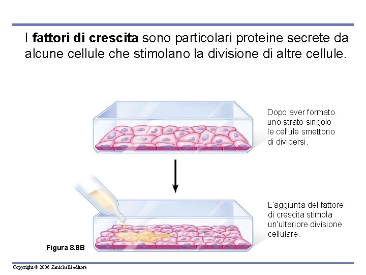 I fattori di crescita sono particolari proteine secrete da alcune cellule che stimolano la