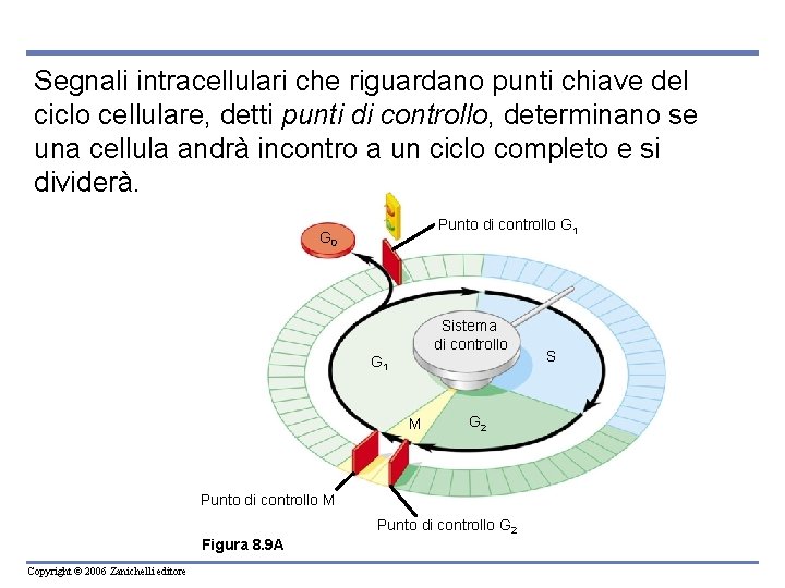 Segnali intracellulari che riguardano punti chiave del ciclo cellulare, detti punti di controllo, determinano