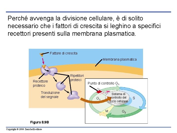 Perché avvenga la divisione cellulare, è di solito necessario che i fattori di crescita